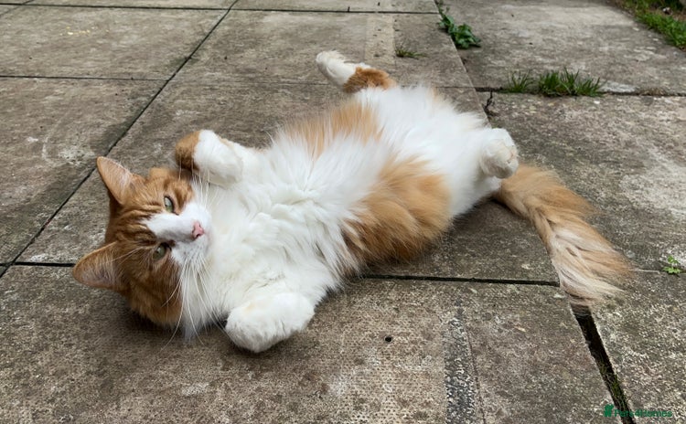 British Longhair cats - Advert 3