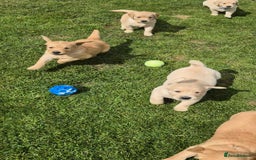Golden Retriever dogs for sale: KC GOLDEN RETRIEVER PUPPIES HEALTH TESTED PARENTS  - Image 22
