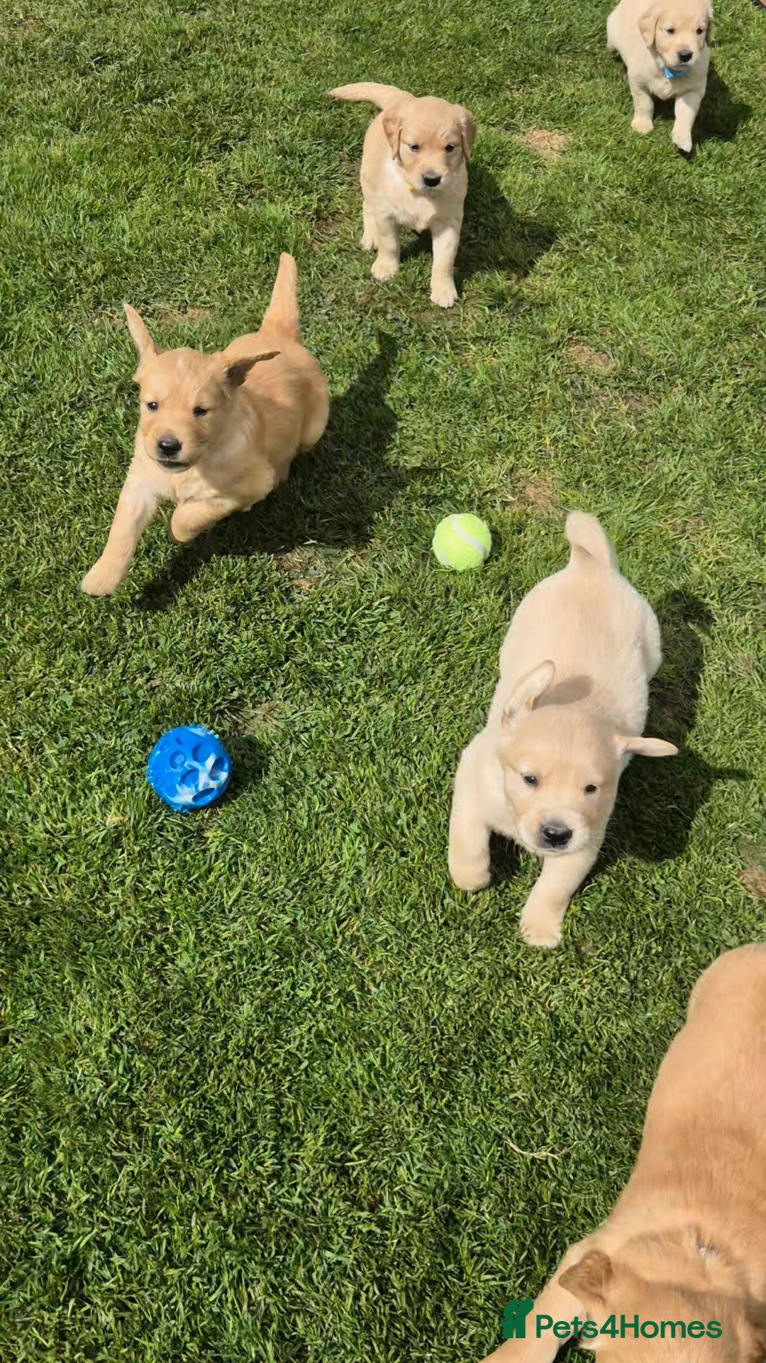 Golden Retriever dogs for sale: KC GOLDEN RETRIEVER PUPPIES HEALTH TESTED PARENTS  - Image 22