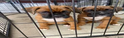 Boxer dogs for sale: Stunning litter of adorable boxer Puppies - Advert 20