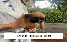 Boxer dogs for sale: Bunch of Boxer Babies - Image 29