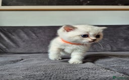 British Shorthair cats for sale: TICA Blue/gold/silver colourpoint - Image 17