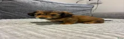 Dachshund dogs for sale: KC REG long haired miniature dachshund - Advert 26