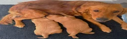 Golden Retriever dogs for sale: Golden retriever(working line) 2 males available  in Brandon - Advert 6