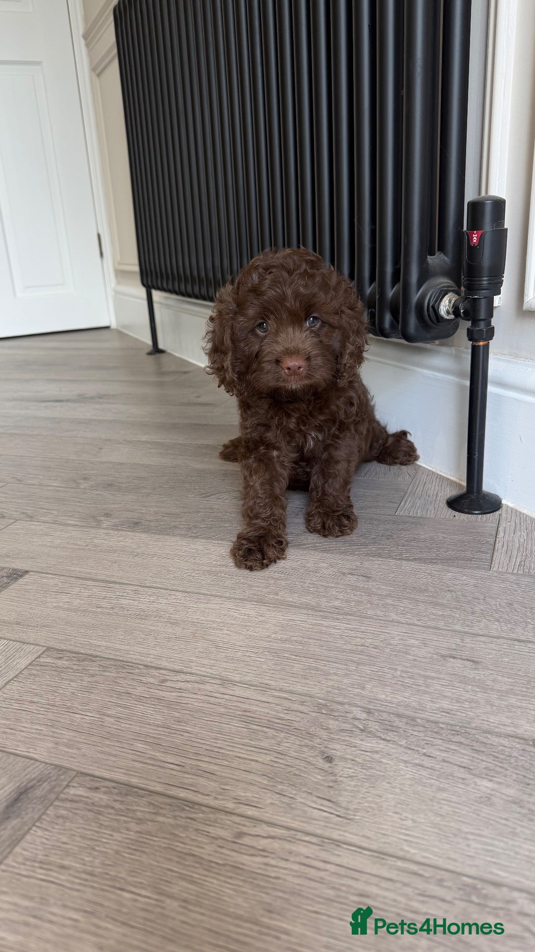 Cavapoo dogs Chocolate Cavapoos amazing quality - Advert 16