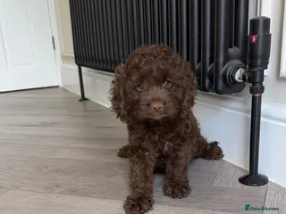 Cavapoo dogs Chocolate Cavapoos amazing quality - Advert 3