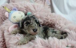 Sheepadoodle dogs for sale: Mini Sheepadoodle the wait is over!  - Image 1