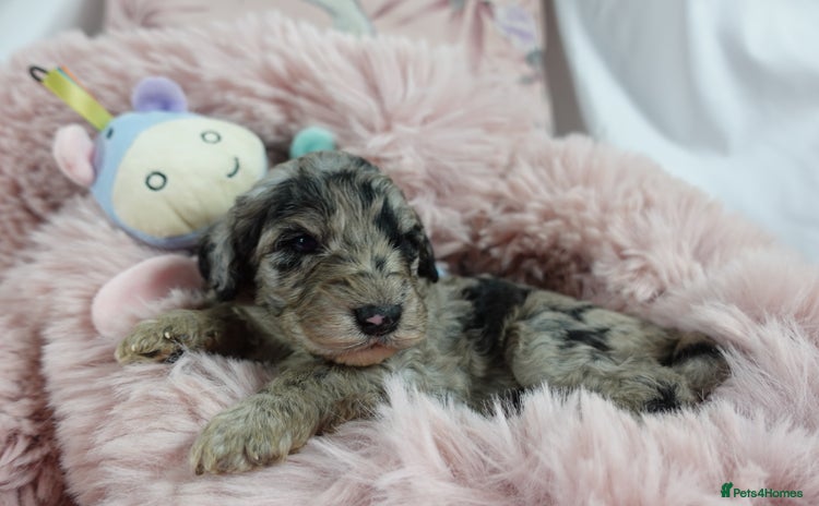 Sheepadoodle dogs - Advert 3