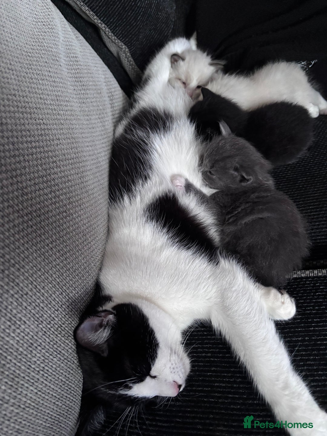 Ragdoll cats for sale: Ragdoll x BSH - Ready now - Image 11