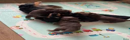 Miniature Dachshund dogs for sale: 🐶🏡KC Registered Long-Haired Mini Dachshunds🏡🐶 - Advert 4