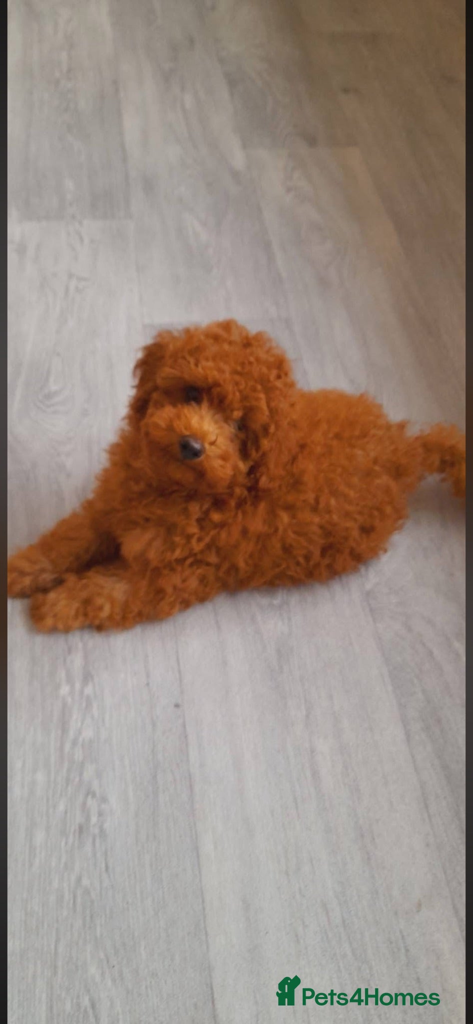Toy Poodle dogs X last boy DEEP RED Toy Poodles puppy  - Advert 19
