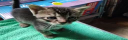 Mixed Breed cats for sale: 3 beautiful burmese X kittens  in Ilkley - Advert 3