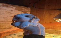 Sprocker dogs for sale: Beautiful working cocker spaniel pups FB1 - Advert 18