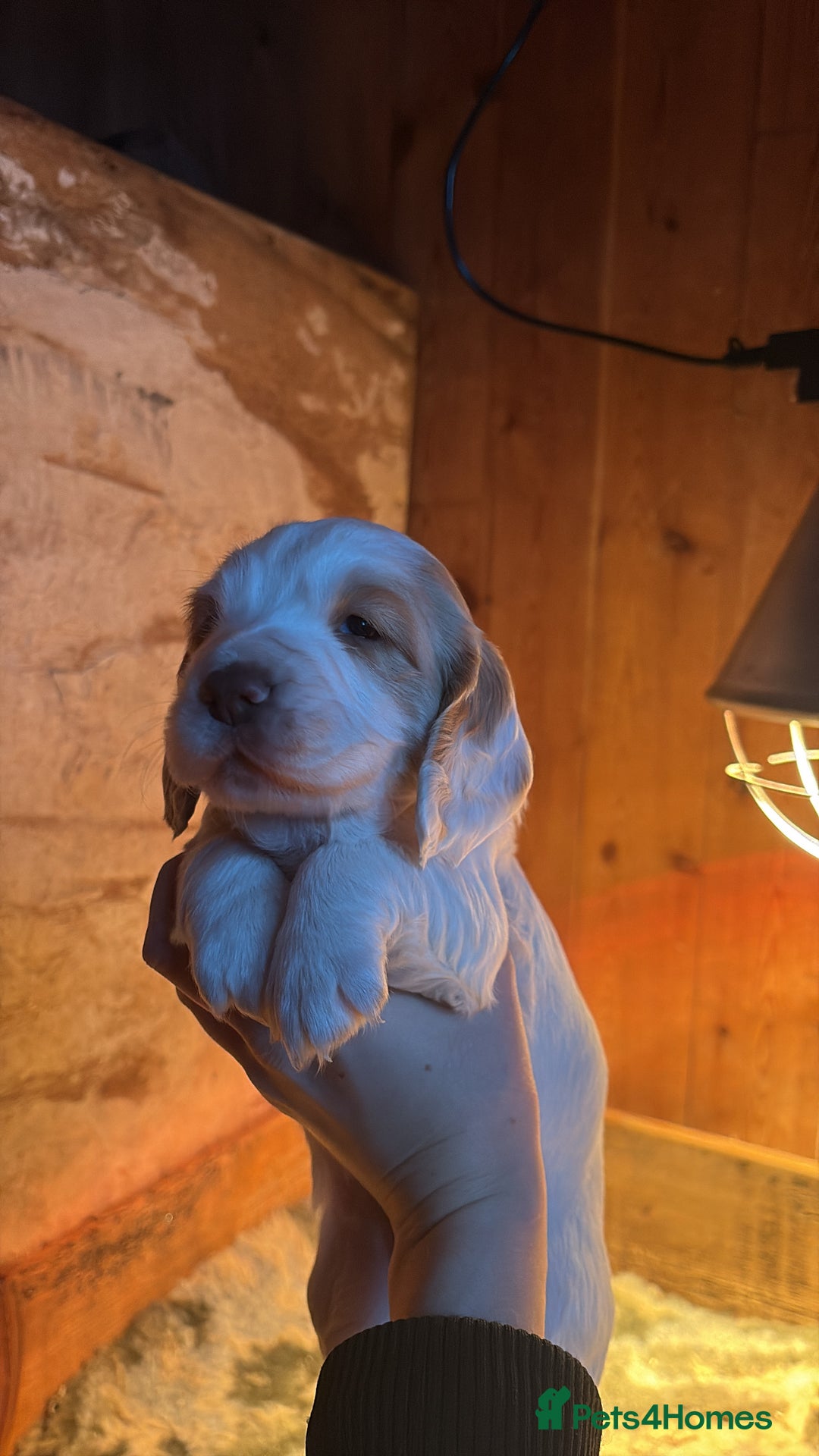 Sprocker dogs for sale: Beautiful working cocker spaniel pups FB1 - Advert 18