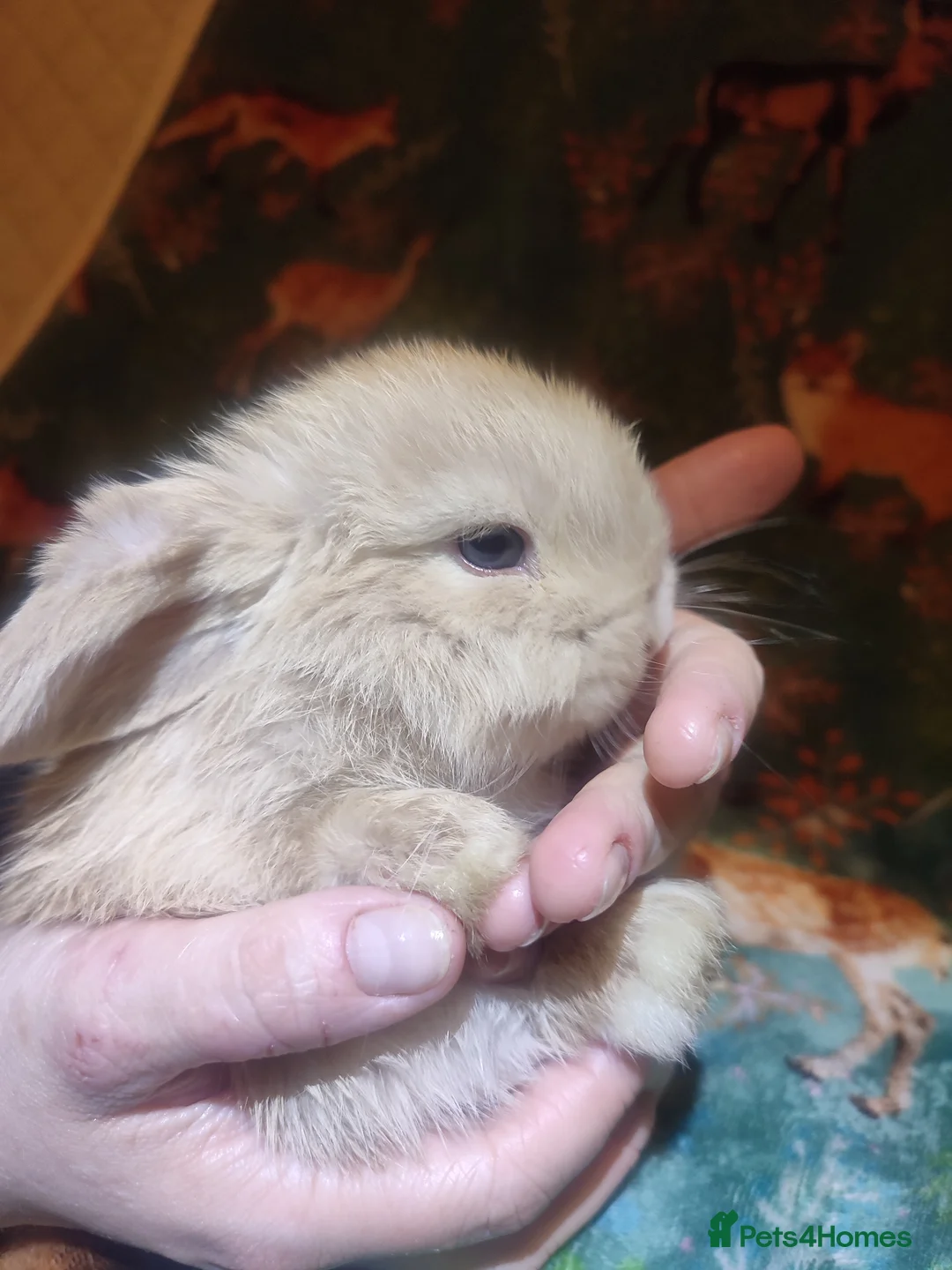 Mini Lop rabbits for sale: Baby Mini Lops - Advert 19
