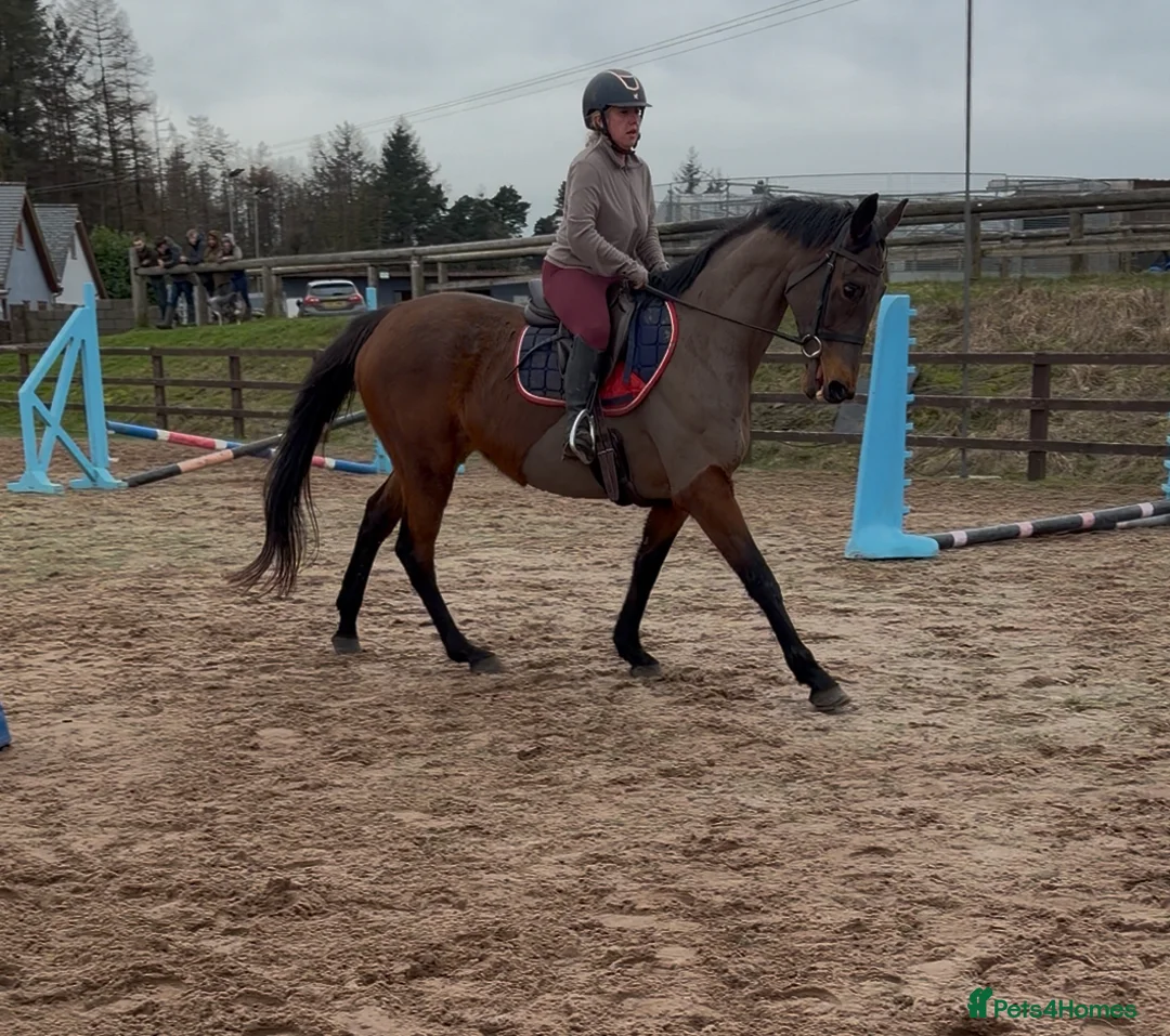 Irish Thoroughbred horses for sale: 10 yr old school mistress  - Advert 14