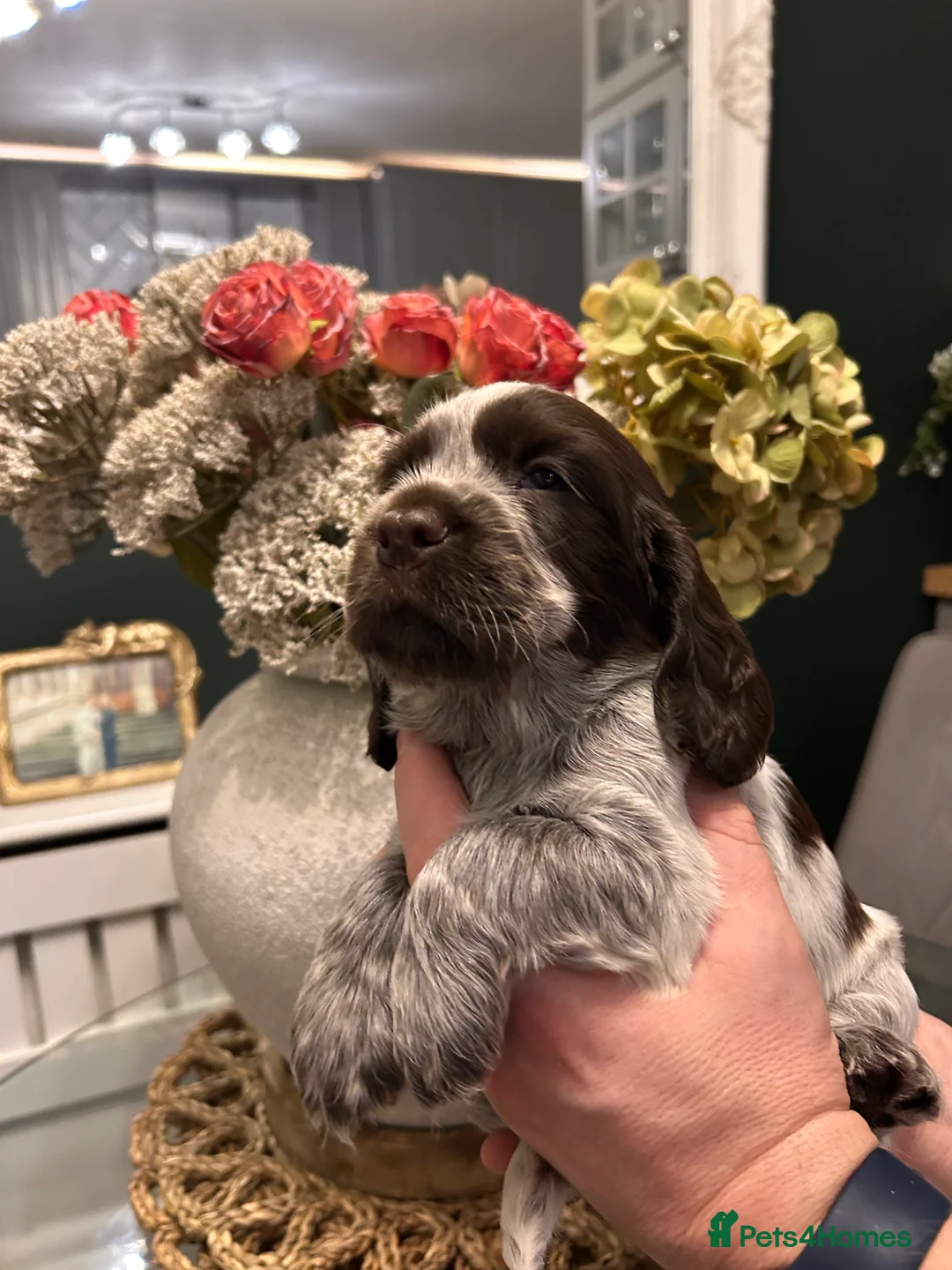 Cocker Spaniel dogs for sale: Cocker Spaniel Puppies * One Girl Remaining * - Advert 4