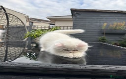 Persian cats for sale: 2 white Gorgeous Persian Boys - Image 17