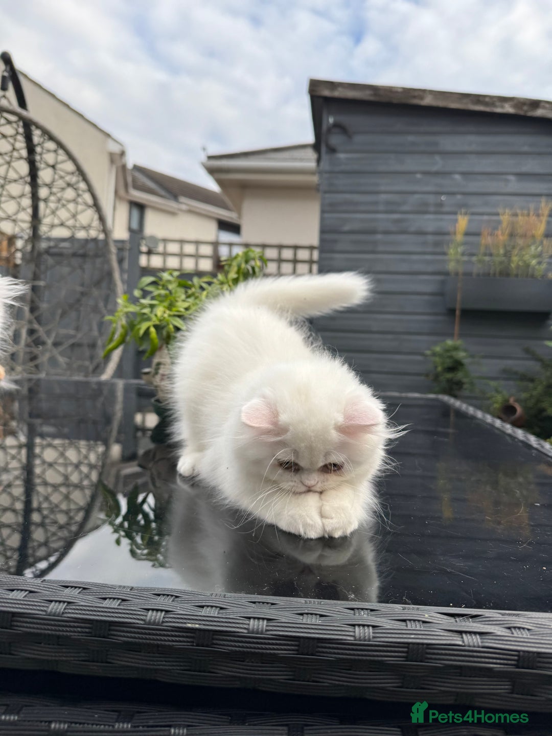 Persian cats for sale: 2 white Gorgeous Persian Boys - Image 17