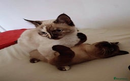Siamese cats for sale: Flame point siamese kittens  - Advert 6