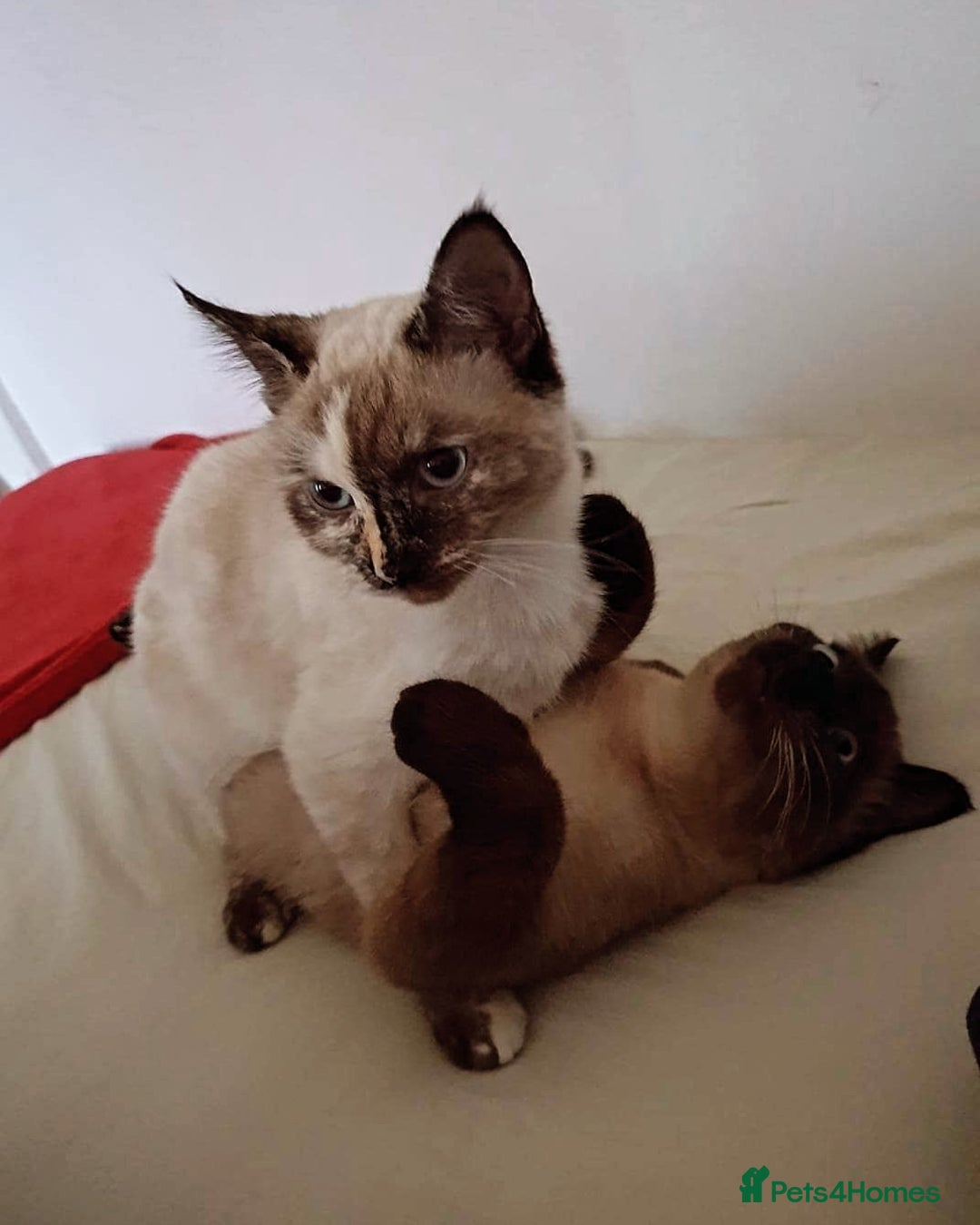 Siamese cats for sale: Flame point siamese kittens  - Advert 6