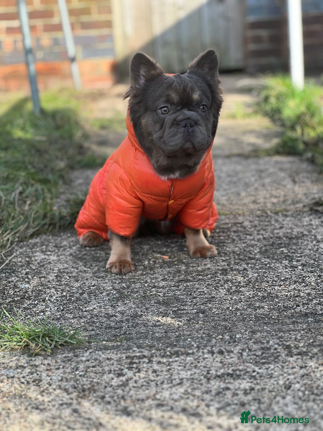 French Bulldog dogs for sale: Fluffy French bulldog🦁 - Image 8