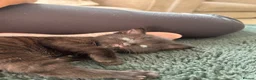Mixed Breed cats for sale: 3 Kittens looking for furever home 🏠  - Advert 11