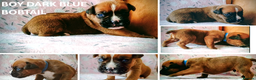 Boxer dogs for sale: 9 Boxer Puppies mix of bob&long tail ready 22 Jan - Advert 9