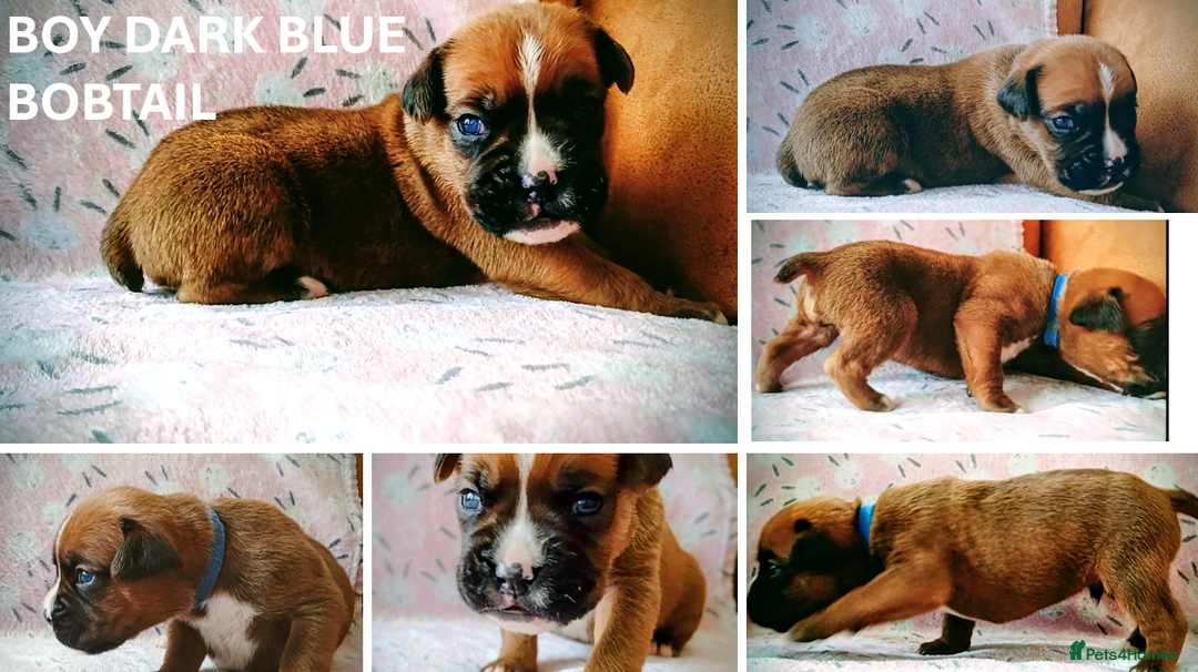 Boxer dogs for sale: 9 Boxer Puppies mix of bob&long tail ready 22 Jan - Advert 9