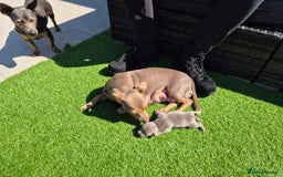 Jack Russell dogs for sale: Miniature Lilac & Blue Jack Russell puppies  - Image 22