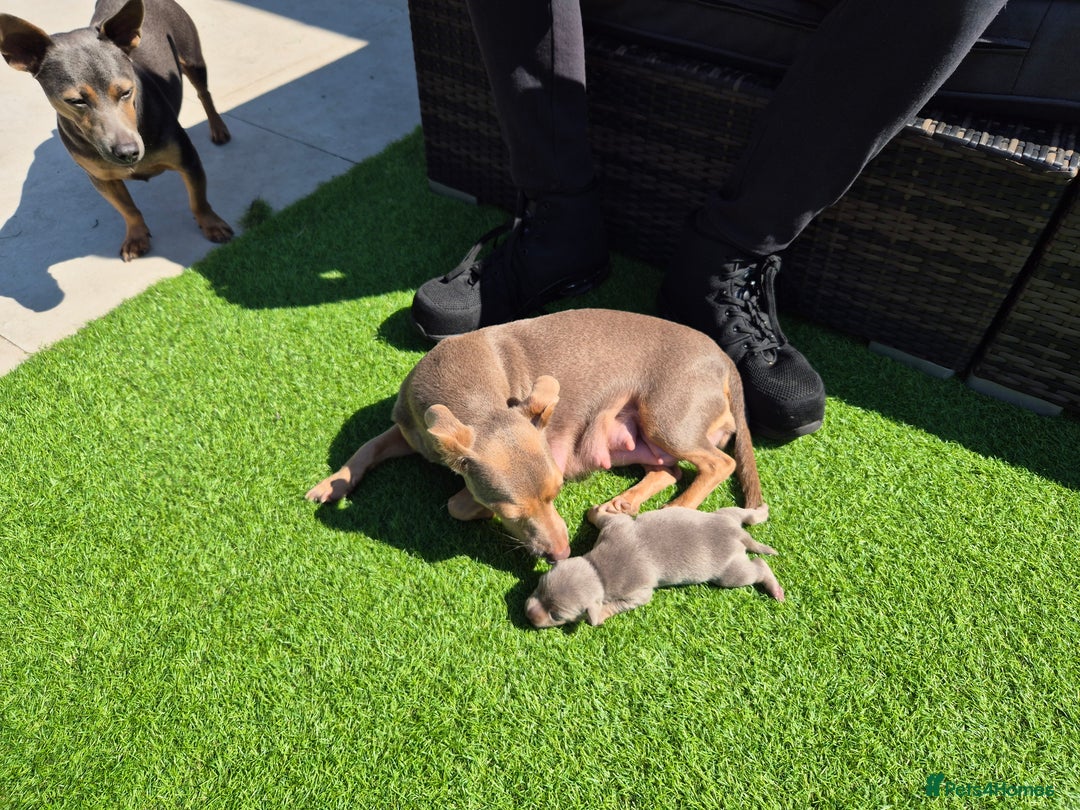 Jack Russell dogs for sale: Miniature Lilac & Blue Jack Russell puppies  - Image 22