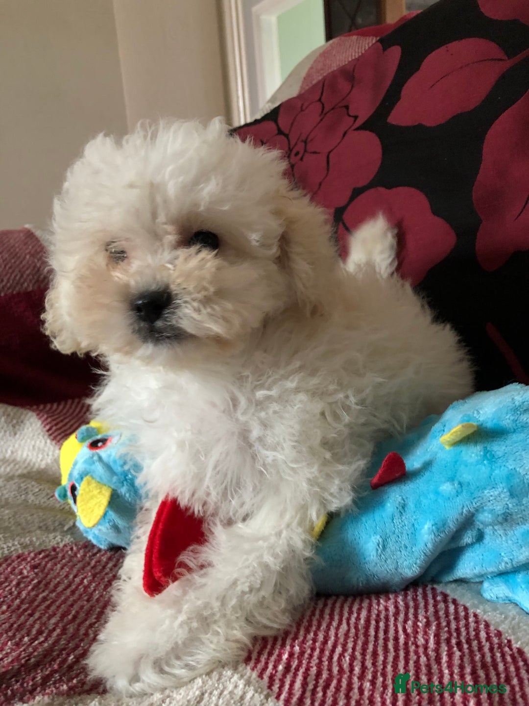 Shihpoo dogs for sale: shihpoo puppies for sale  - Image 23