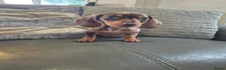 Miniature Dachshund dogs for sale: KC Dachshunds  - Ready now - Advert 10