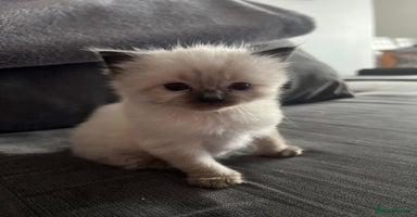 Ragdoll cats - Advert 7