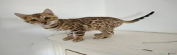 Bengal cats for sale: Bengal kitten - Advert 1