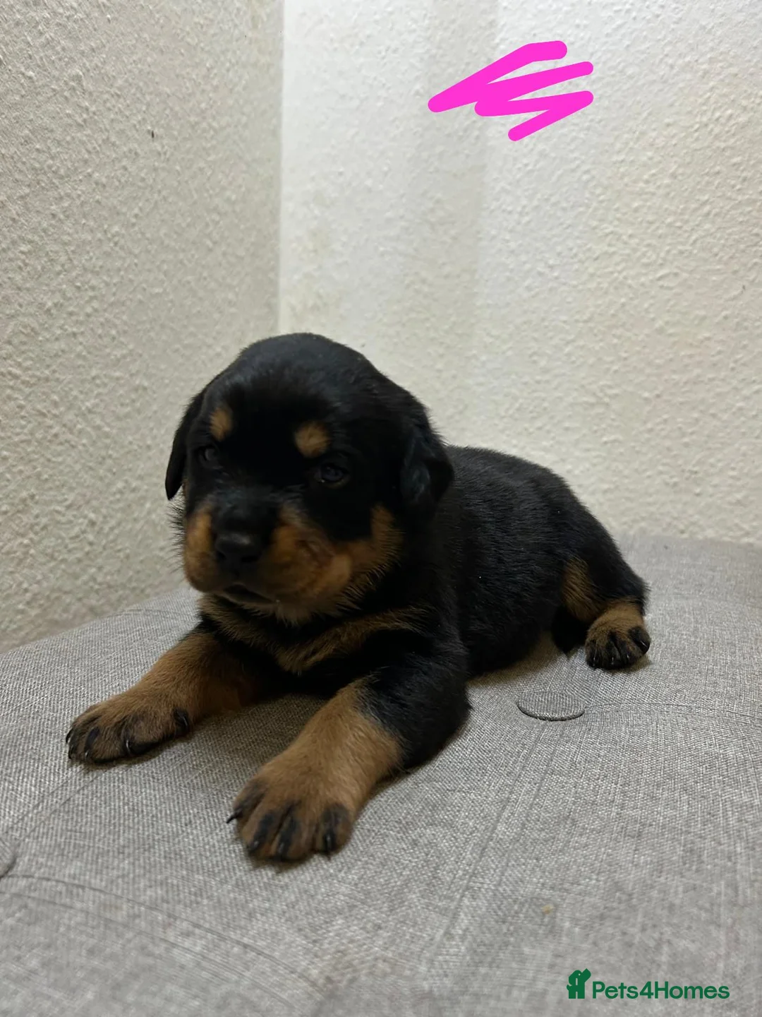 Rottweiler dogs for sale: KC Reg Rottweiler Puppies - Advert 3
