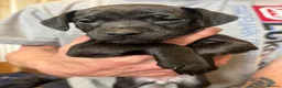 Patterdale Terrier dogs for sale: Patterdale Puppies in Colne - Advert 18