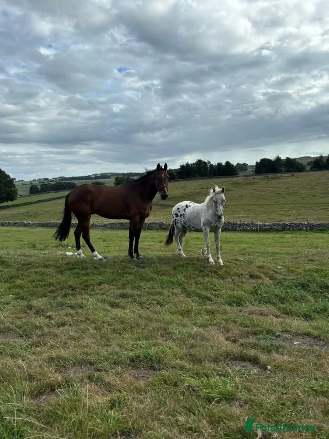 Dartmoor horses for sale: Spotty pony  in Buxton - Advert 2