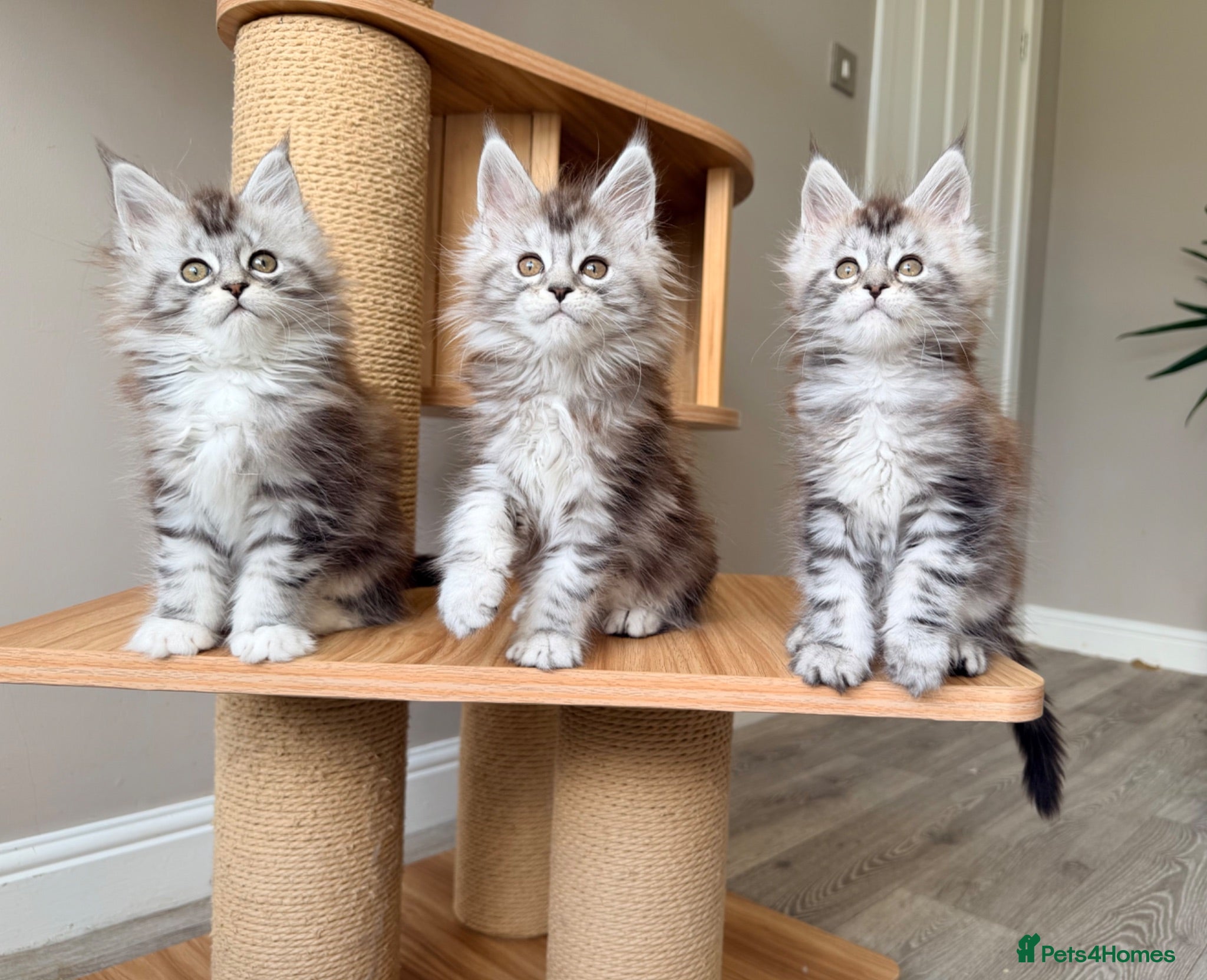 Maine Coon cats TICA Reg/Health Tested/Russian Imported Parents⭐️ - Advert 1