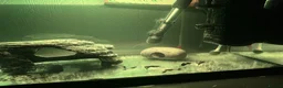 Live Bearers fish for sale: Ultimate 40L Tropical Aquarium Setup with 9guppies in Newport - Advert 9