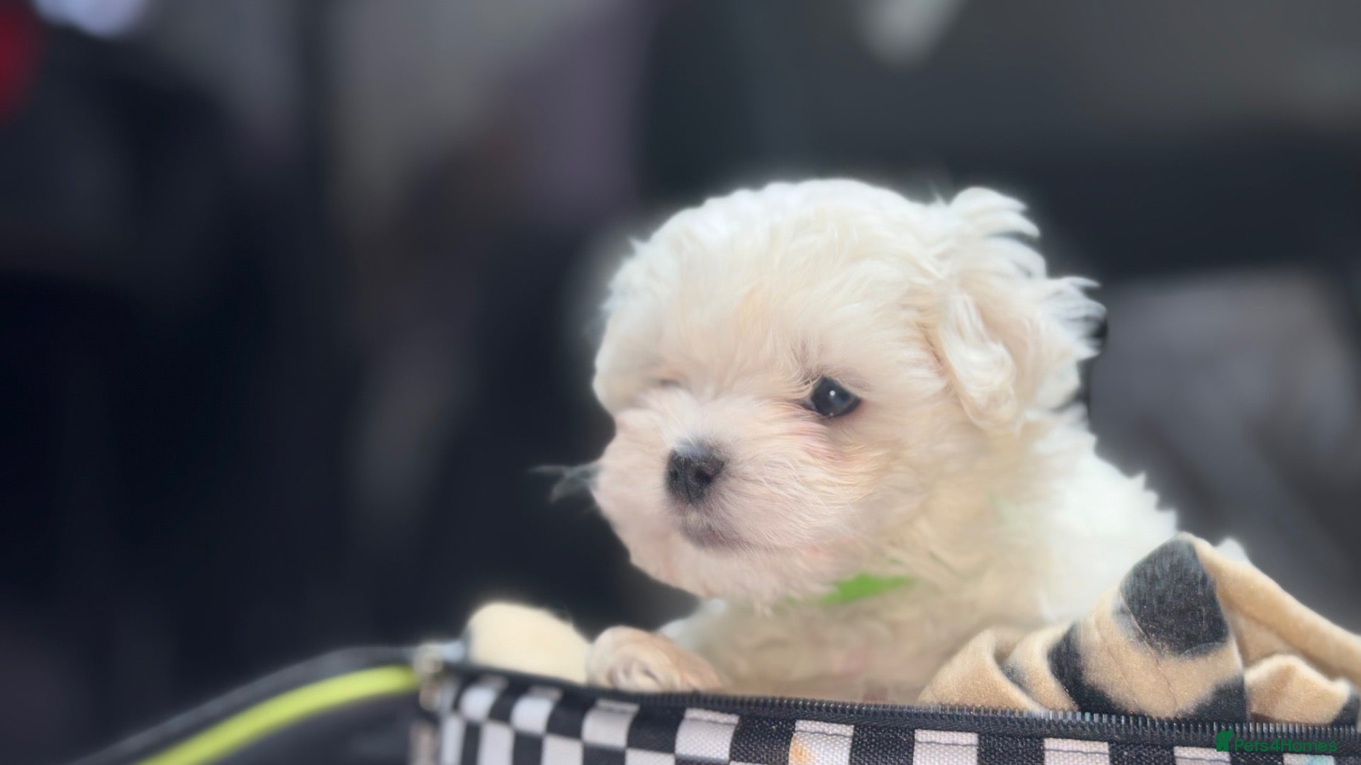 Maltese dogs 💙🩷 For Sale Beatifull Puppies Maltese💙🩷 - Advert 2