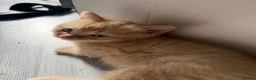 Mixed Breed cats for sale: 4 Beautiful Part Pedigree Kitten *Ready Now* - Advert 12