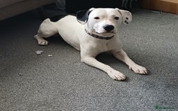 Mixed Breed dogs for sale: 10 month old mixed breed male - Image 1