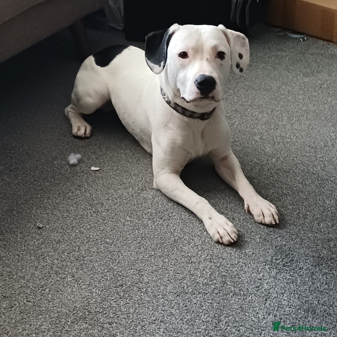Mixed Breed dogs for sale: 10 month old mixed breed male - Image 1