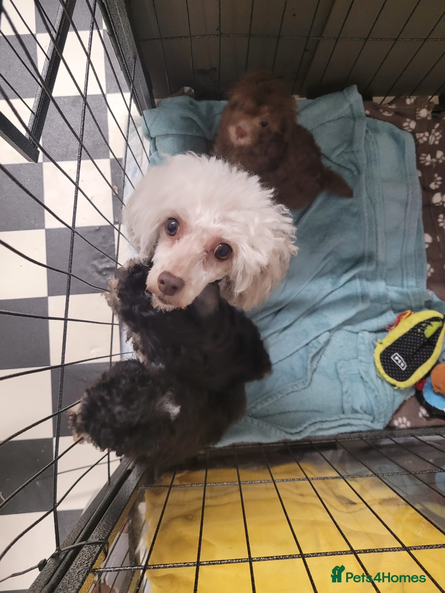 Toy Poodle dogs Asian toy poodles  - Advert 7