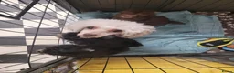 Toy Poodle dogs for sale: Asian toy poodles  in Wolverhampton - Advert 1