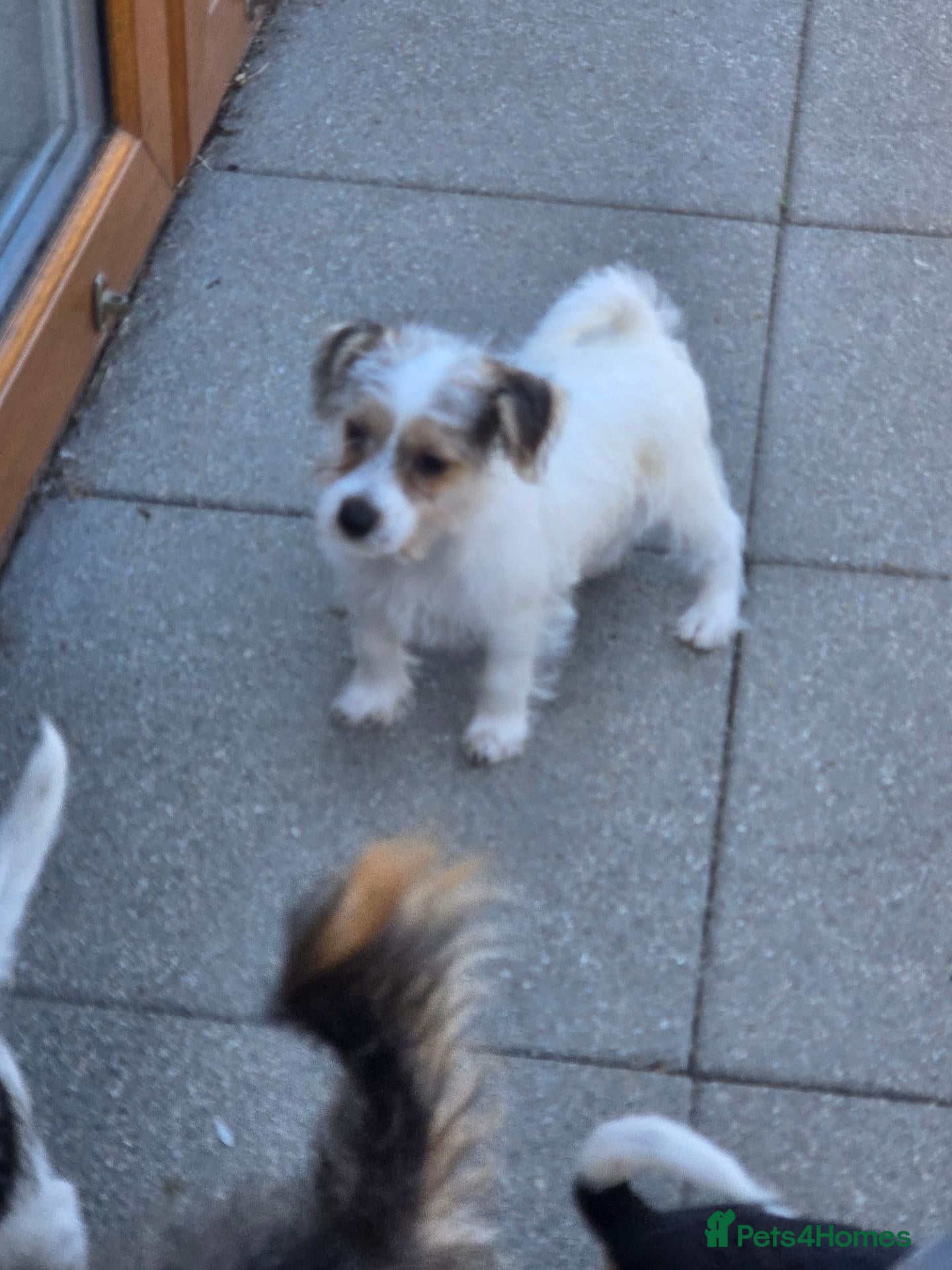 Jack Russell dogs Jack Russell Pups - Advert 1