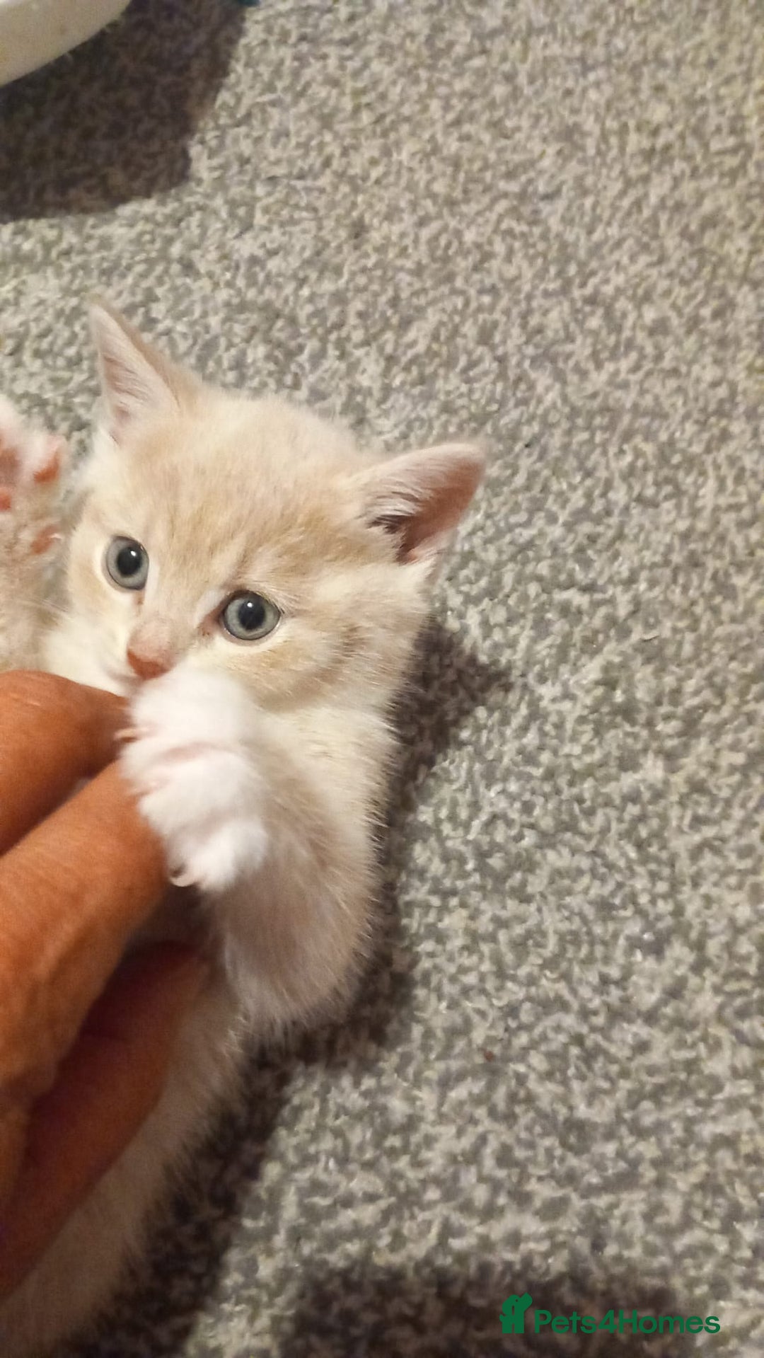 British Shorthair cats for sale: Luna’s Litter 🩶 - Image 12