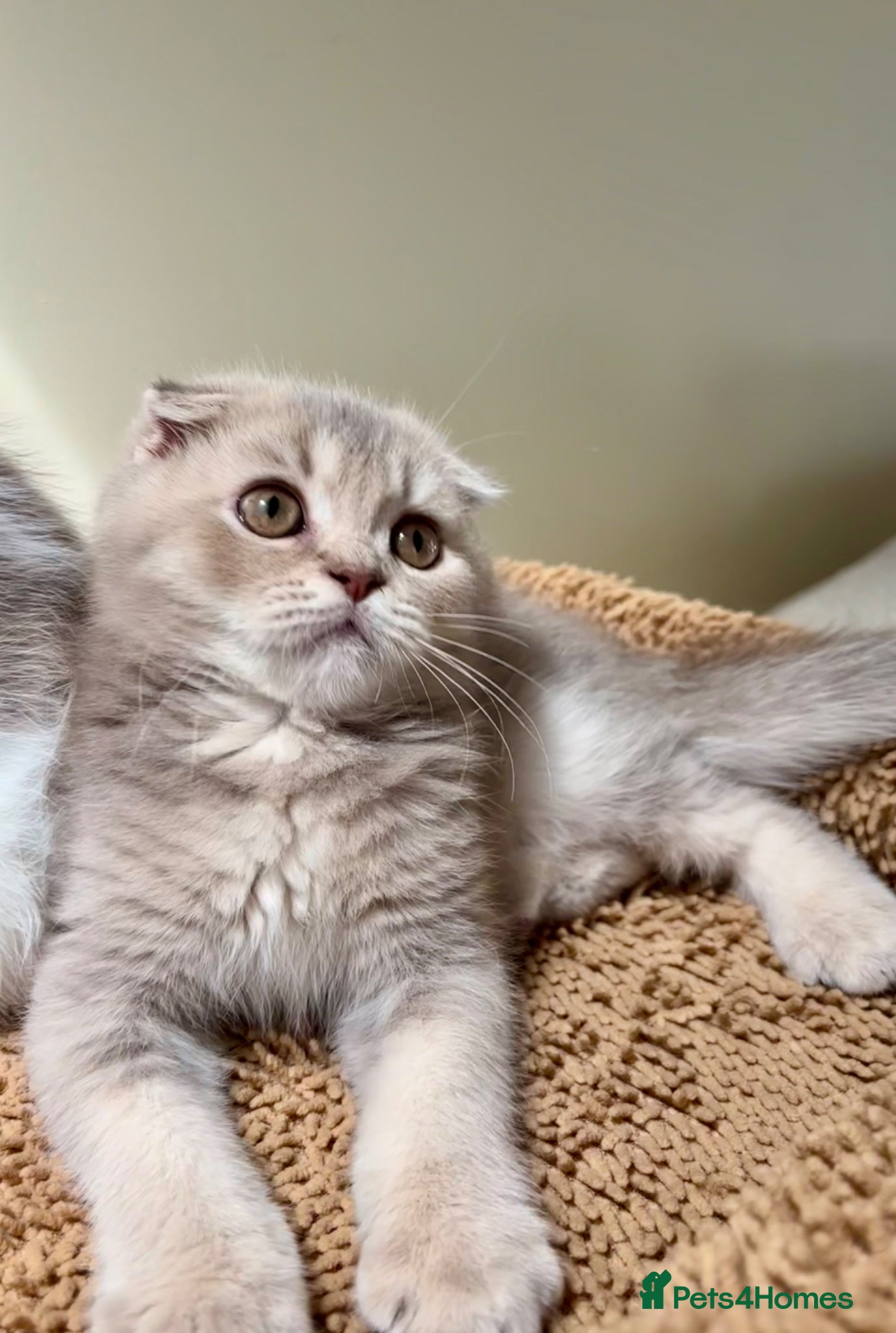 Scottish Fold cats for sale: Pedigree Adorable Scottish Fold Kittens  - Advert 11