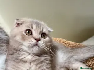 Scottish Fold cats Pedigree Adorable Scottish Fold Kittens - Advert 3